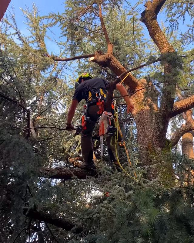 Tree climbing su un grande cedro