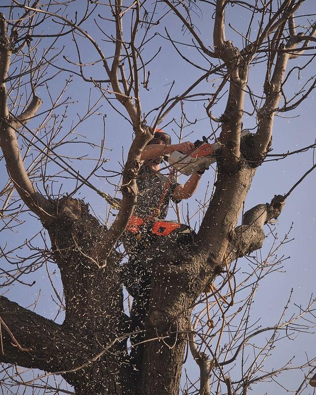 Ricostruzione della chioma di un albero capitozzato