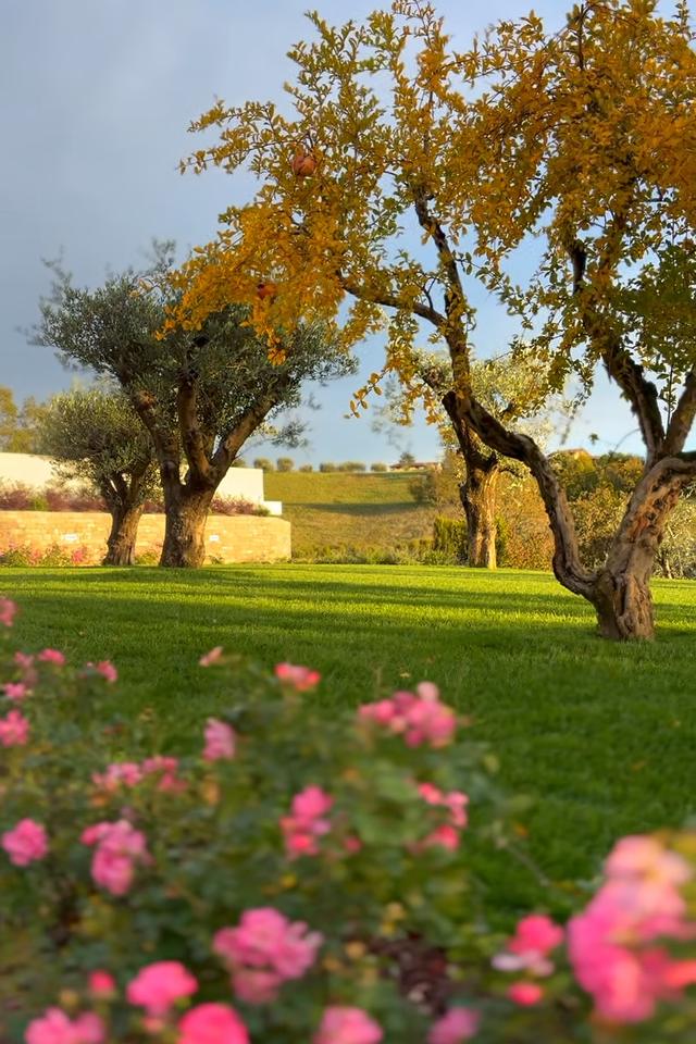 Ulivi, rose e un prato curato