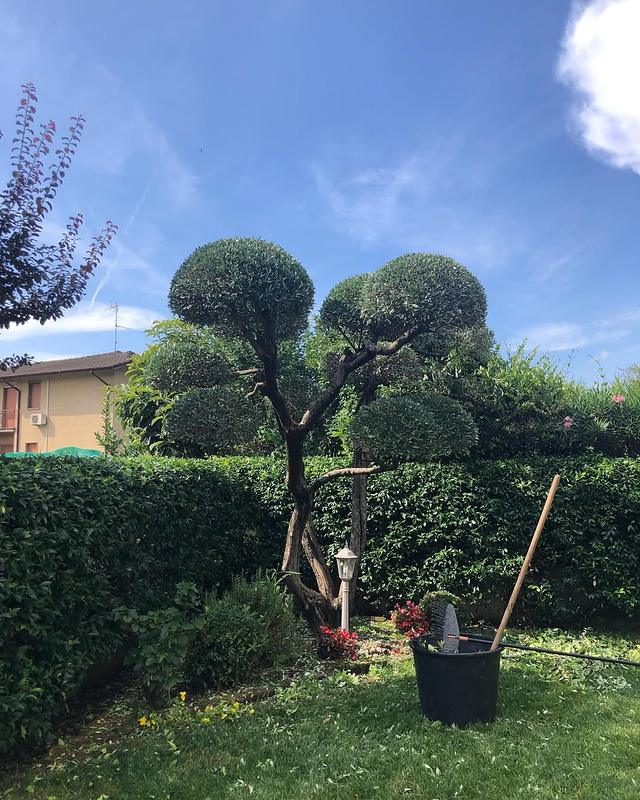 Ulivo ornamentale a pon pon, appena potato