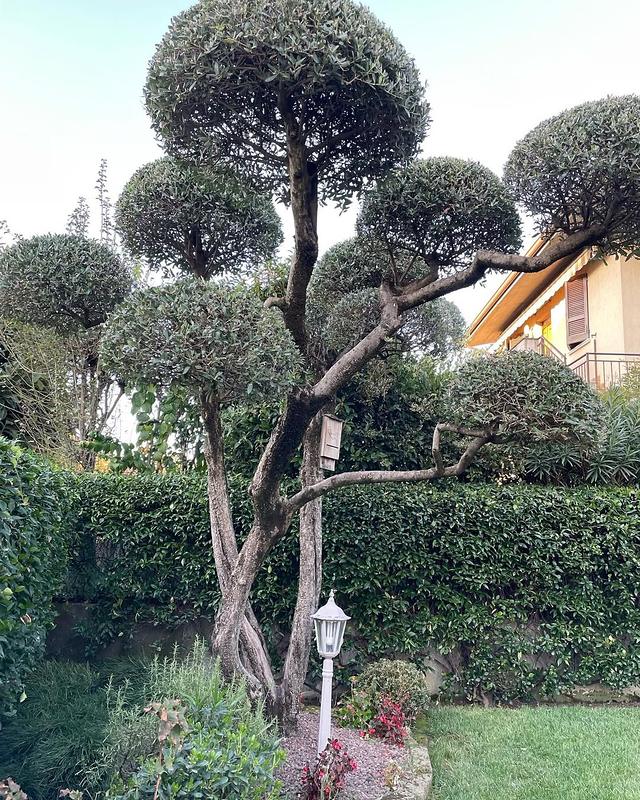 Ulivo ornamentale potato nella forma a pon pon