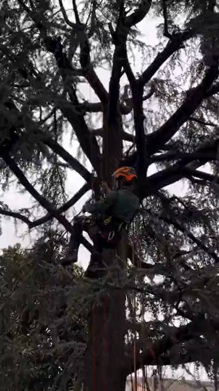 Giardiniere in tree climbing tra i rami di un grande cedro